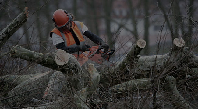 Richmond Tree Service