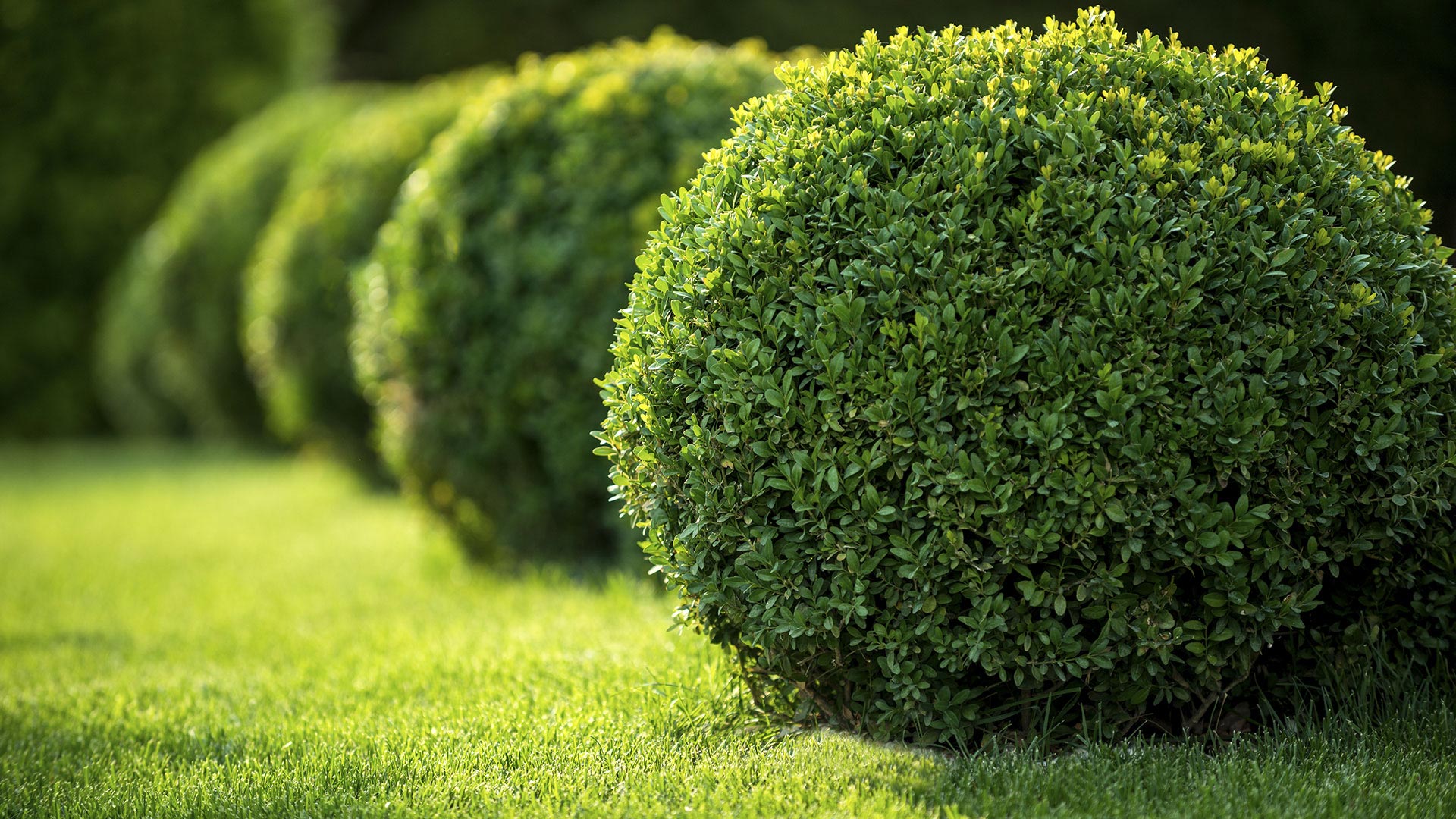 Woods Family Lawncare Mulching, Fertilization and Lawn Care slide 1